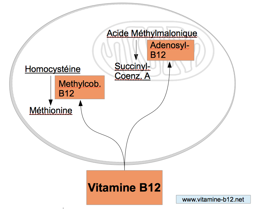 Machtig Paine Gillic Wonderbaarlijk Bienfaits de la vitamine B12