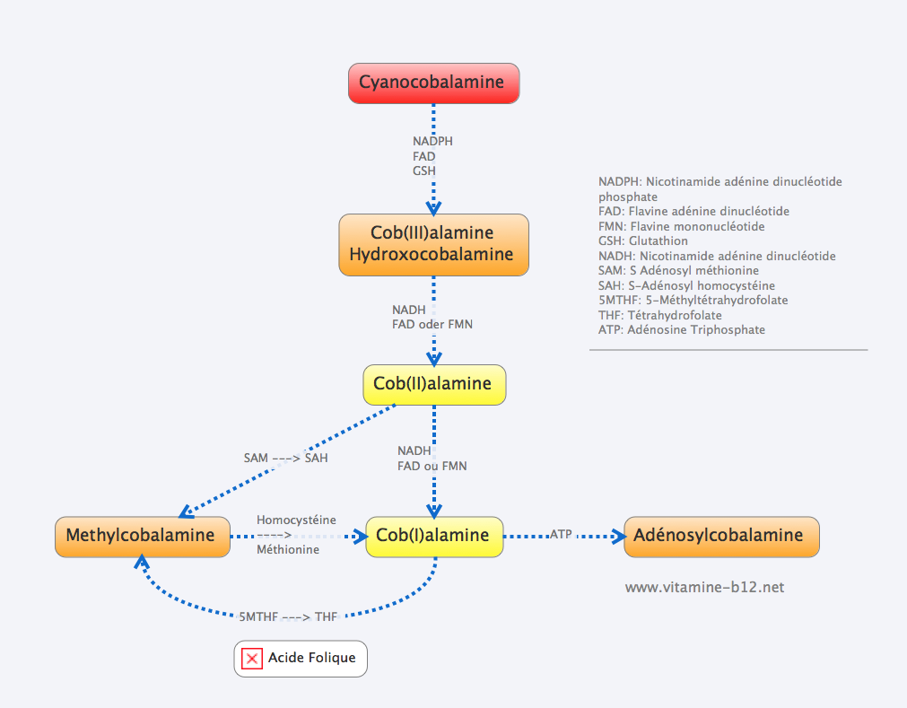 Formes de vitamine B12 Dr. Schweikart