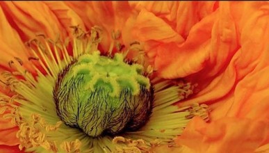 vegan-vegetarien-785x360