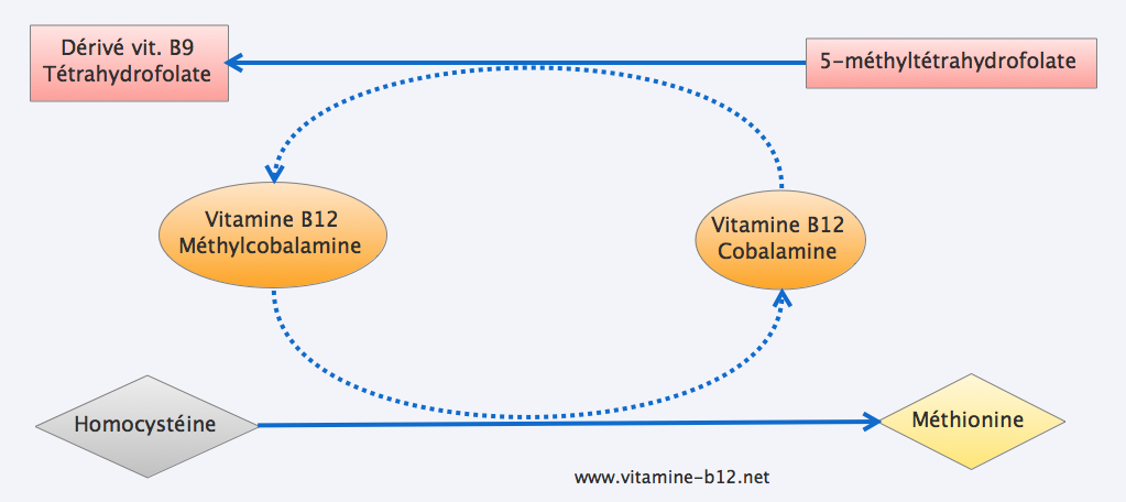 lijden maagpijn pianist Métabolisme de la vitamine B12